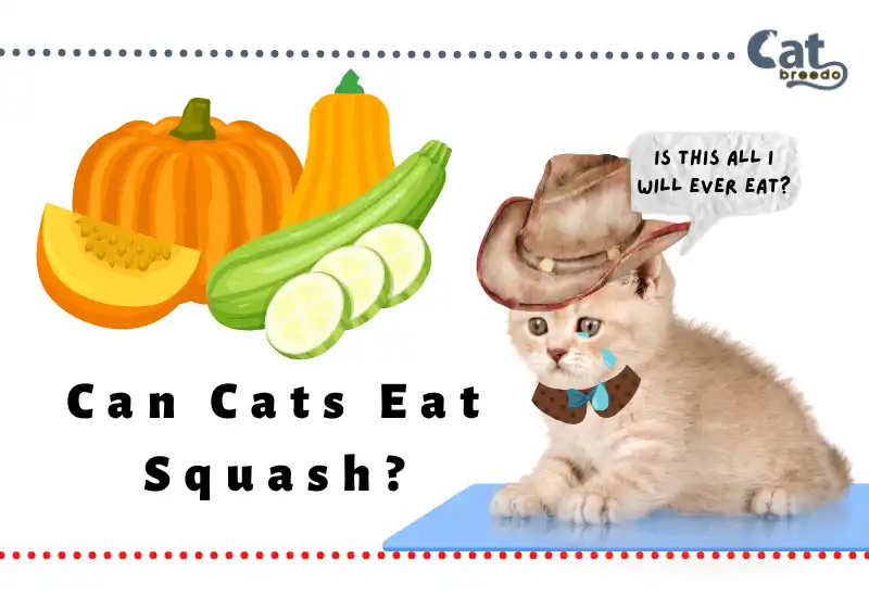 Can Cats Eat Squash