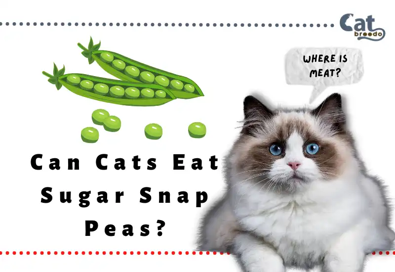 Can Cats Eat Sugar Snap Peas