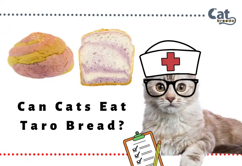 Can Cats Eat Taro Bread