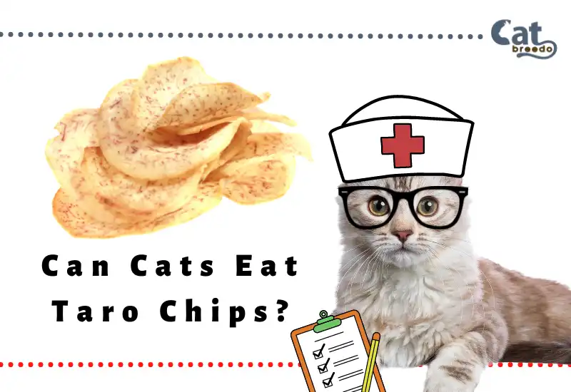 Can Cats Eat Taro Chips