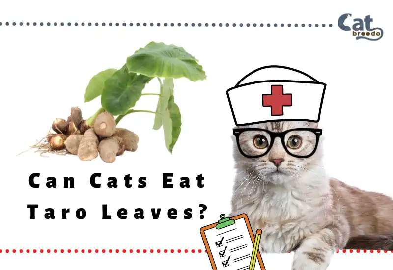 Can Cats Eat Taro Leaves