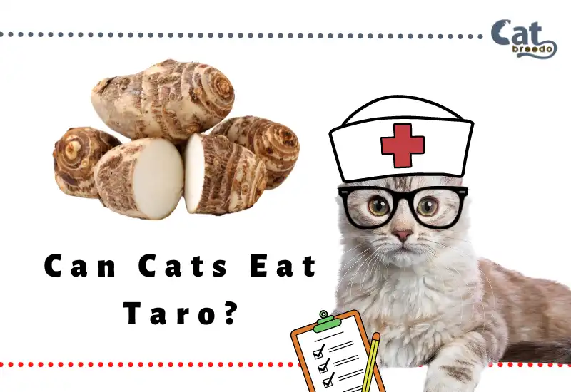 Can Cats Eat Taro? Symptoms of Taro Poisoning in Cats?