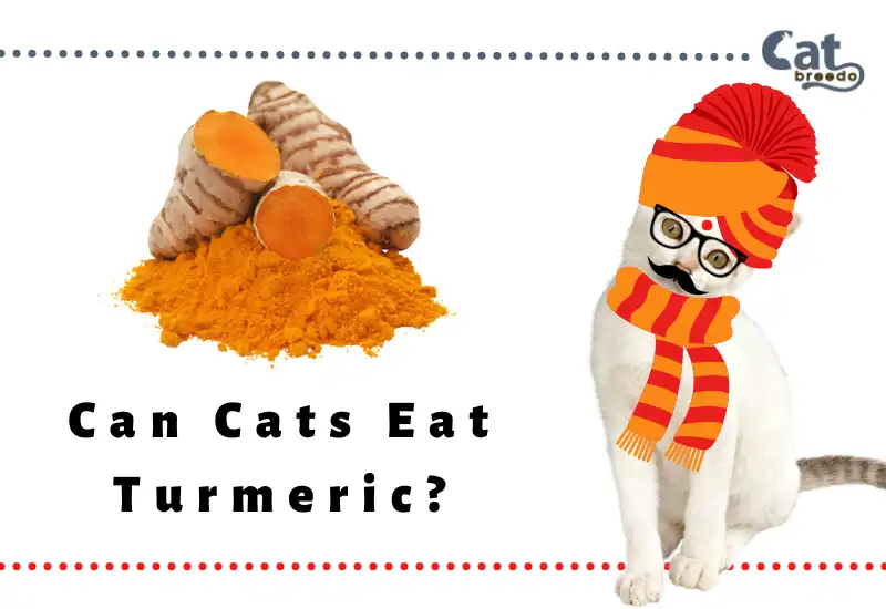Can Cats Eat Turmeric