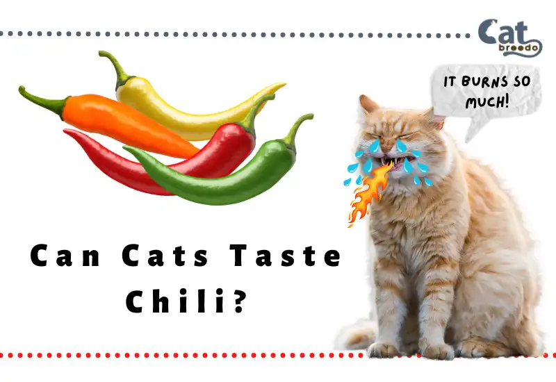 Can Cats Taste Chili