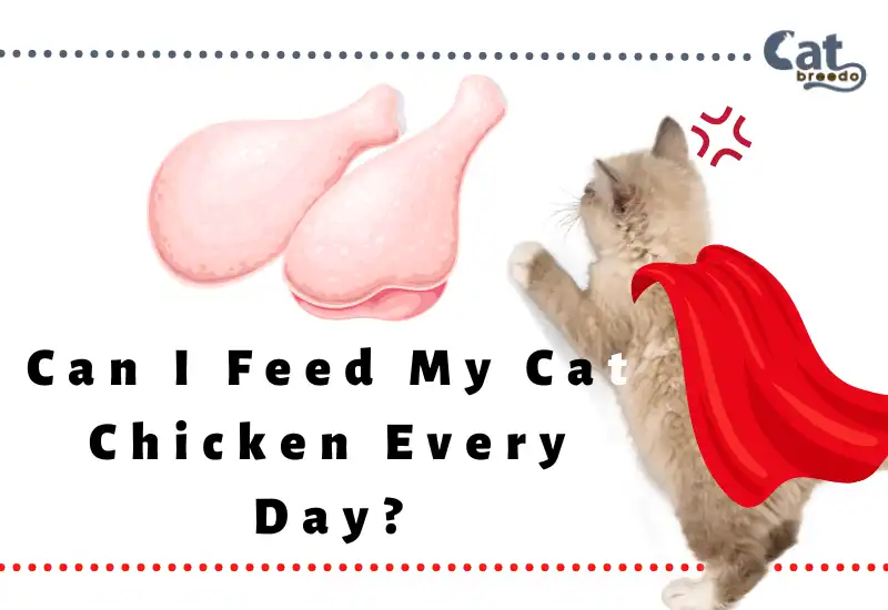 Can I Feed My Cat Chicken Every Day