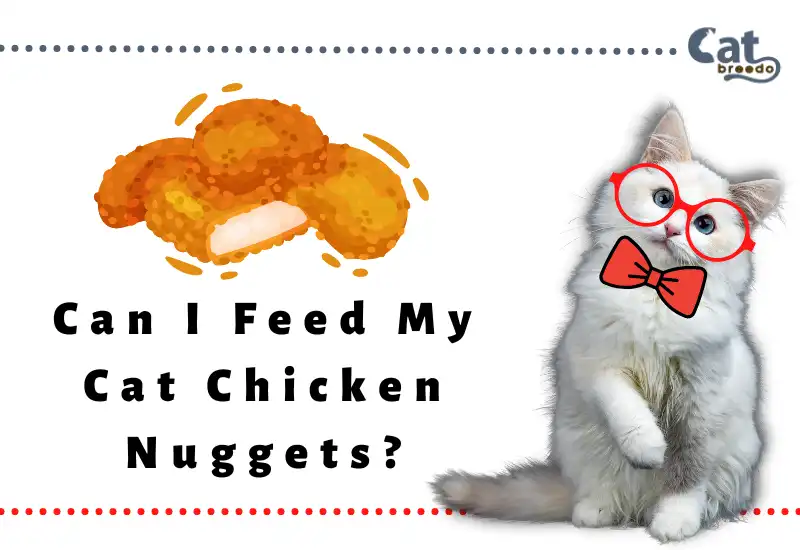 Can I Feed My Cat Chicken Nuggets