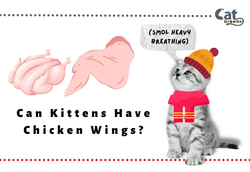 Can Kittens Have Chicken Wings