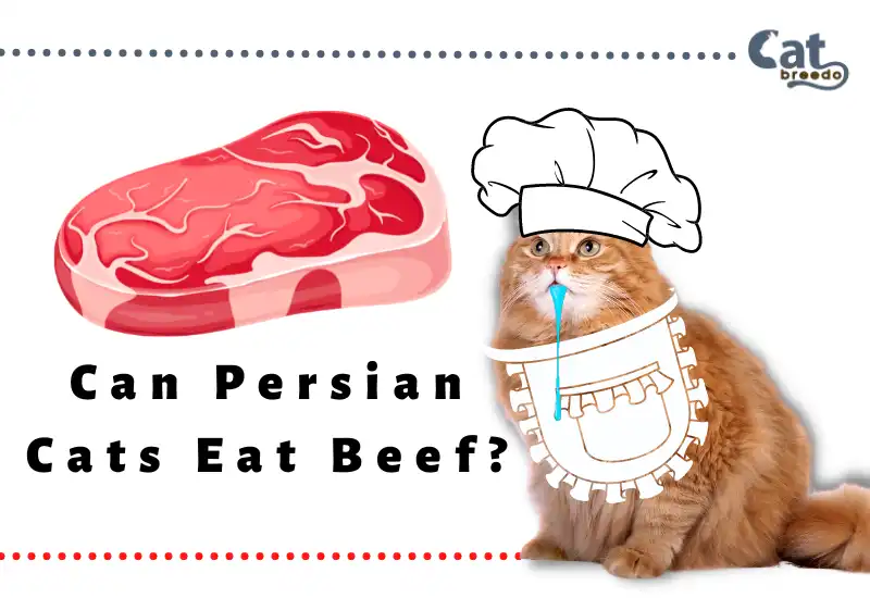 Can Persian Cats Eat Beef