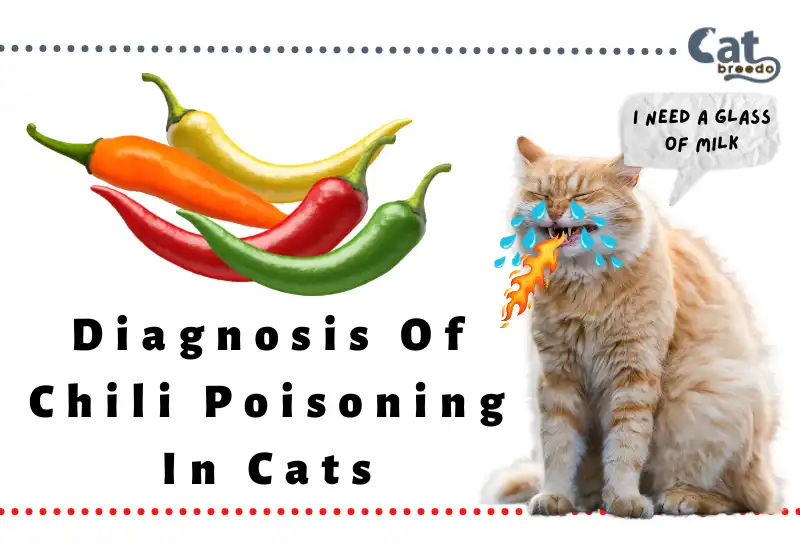 Diagnosis Of Chili Poisoning In Cats