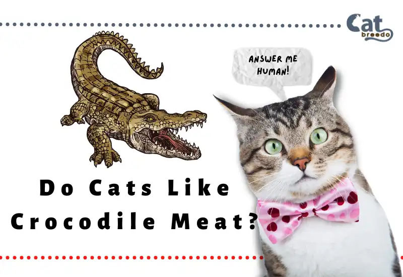 Do Cats Like Crocodile Meat