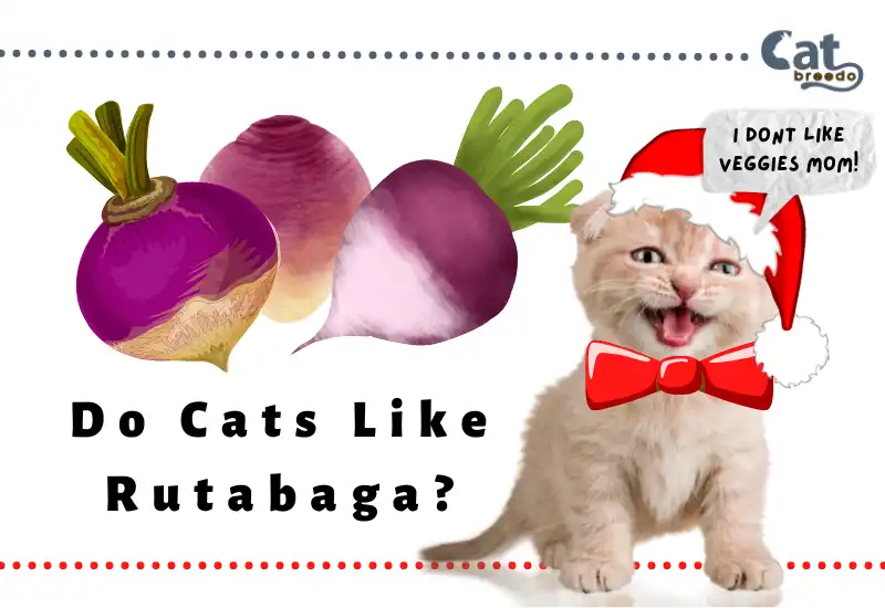 Do Cats Like Rutabaga