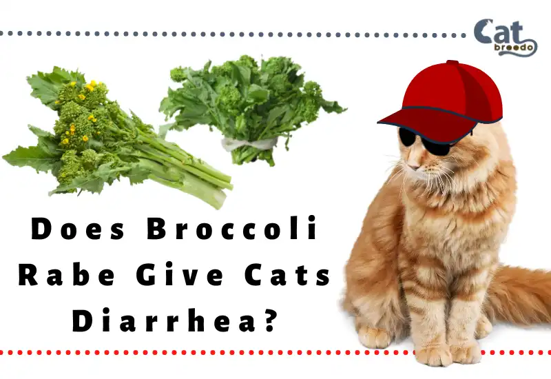Does Broccoli Rabe Give Cats Diarrhea