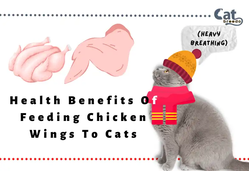 Health Benefits Of Feeding Chicken Wings To Cats