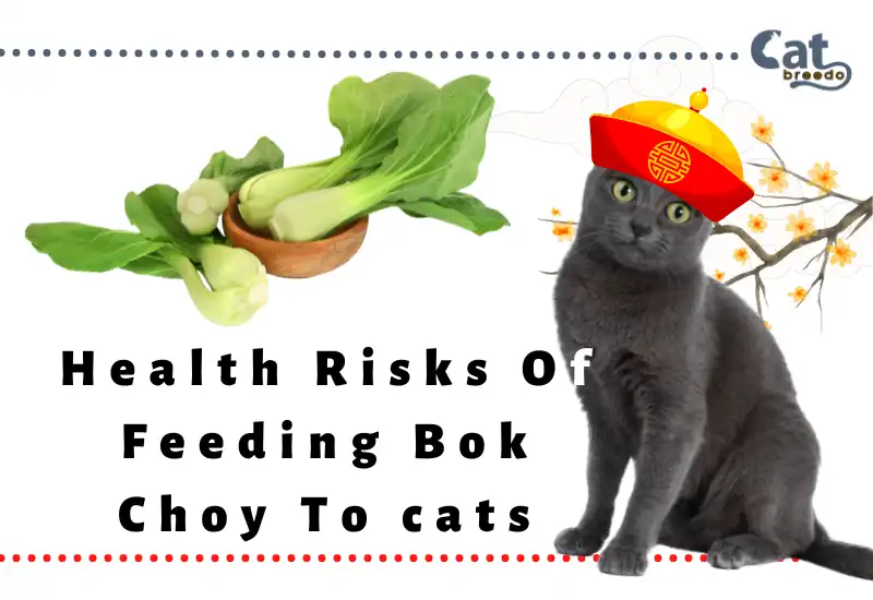 Health Risks Of Feeding Bok Choy To cats