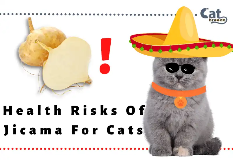 Health Risks Of Jicama For Cats