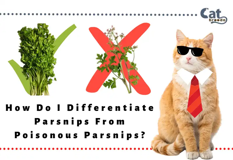 Differentiate Parsnips From Poisonous Parsnips