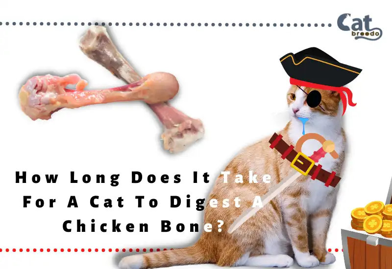 Cat To Digest A Chicken Bone