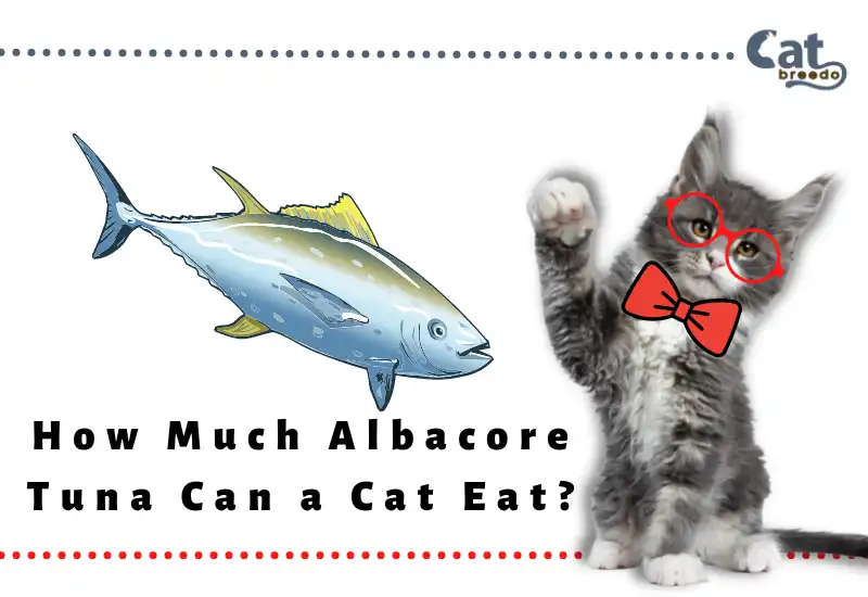How Much Albacore Tuna Can a Cat Eat