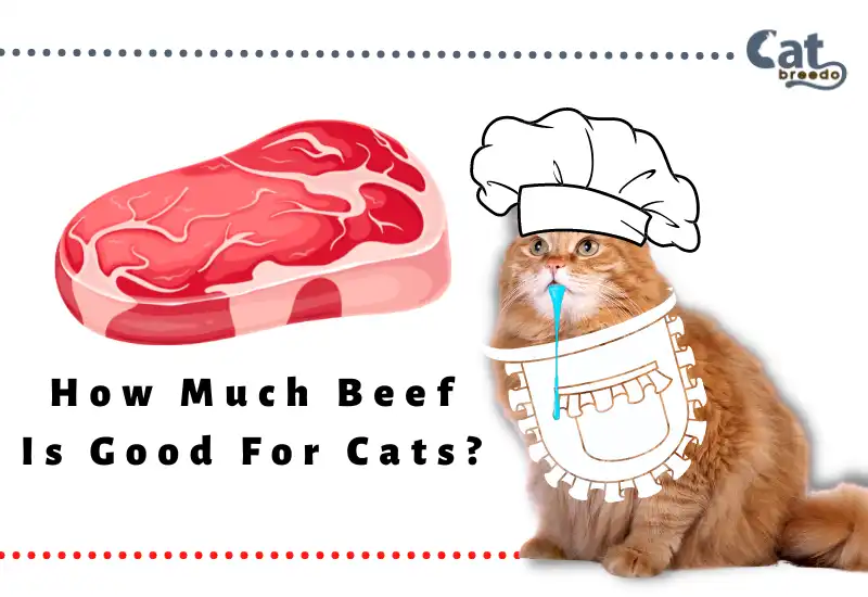 How Much Beef Is Good For Cats