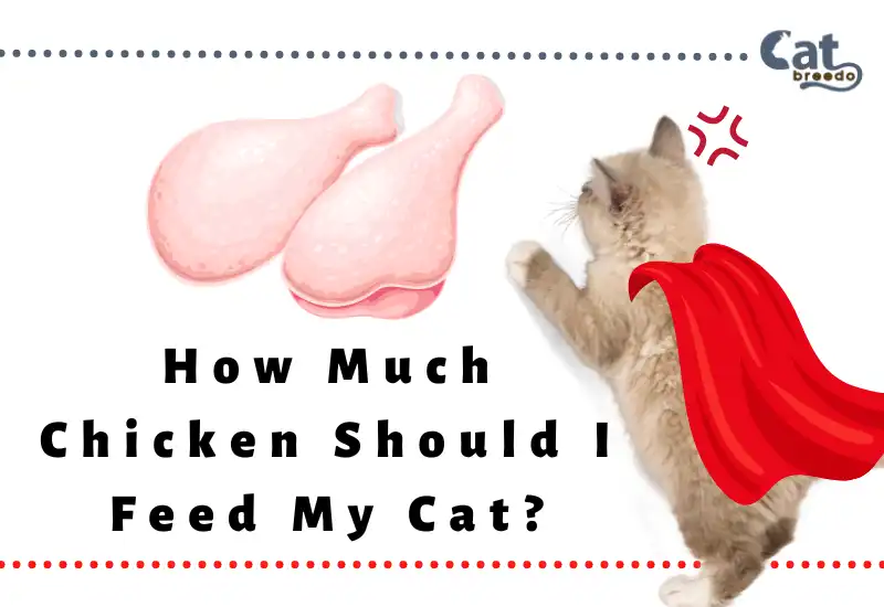How Much Chicken Should I Feed My Cat