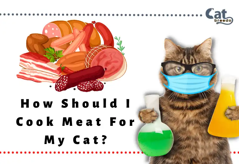 How Should I Cook Meat For My Cat