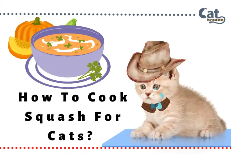 How To Cook Squash For Cats