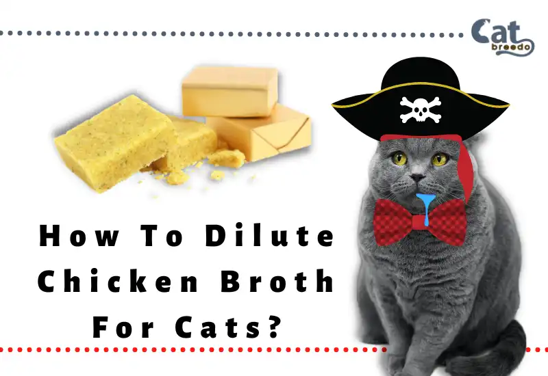 How To Dilute Chicken Broth For Cats