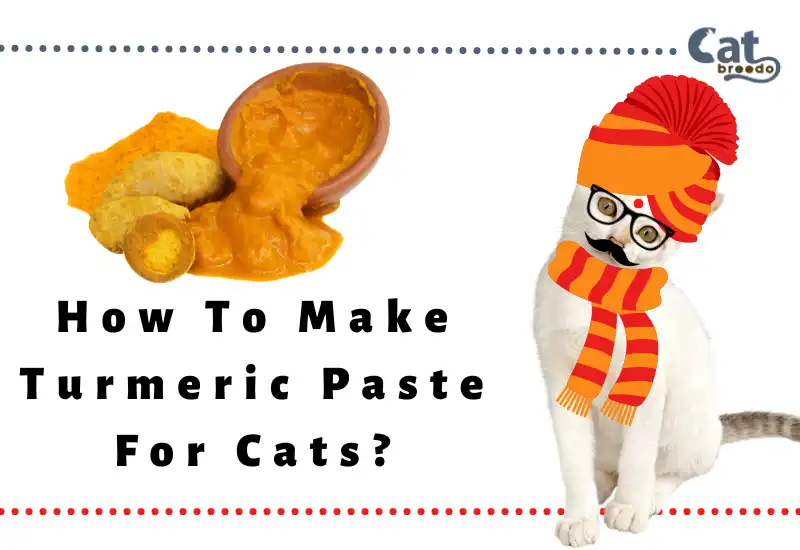 How To Make Turmeric Paste For Cats