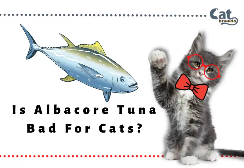 Is Albacore Tuna Bad For Cats