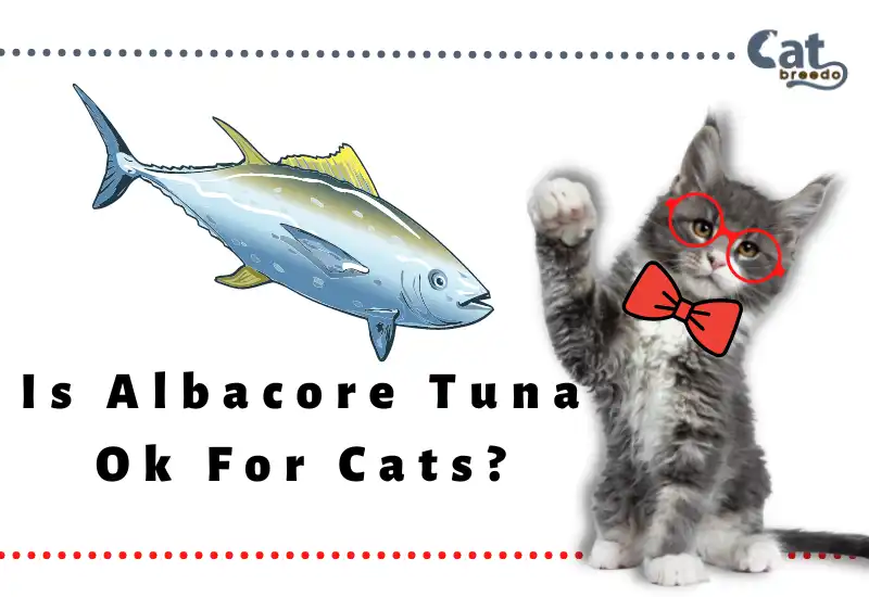 Is Albacore Tuna Ok For Cats