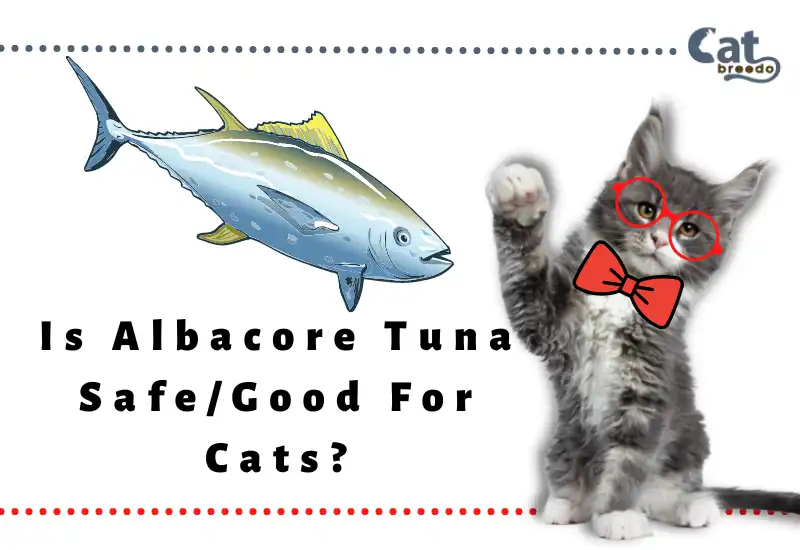 Is Albacore Tuna Good For Cats