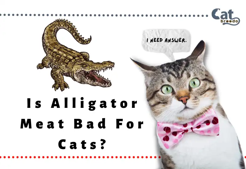 Is Alligator Meat Bad For Cats
