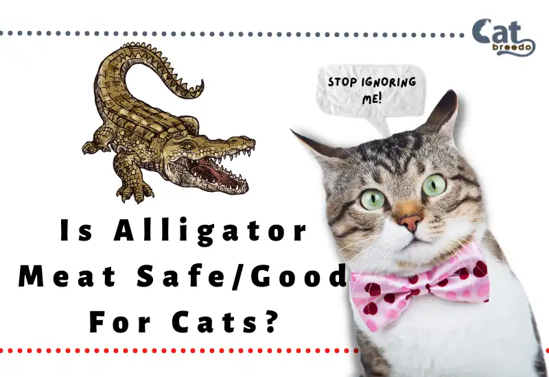 Is Alligator Meat Good For Cats
