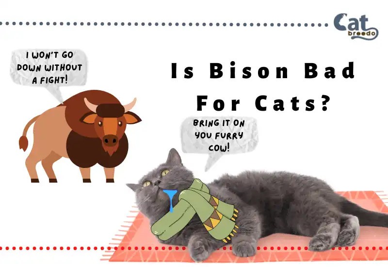 Is Bison Bad For Cats