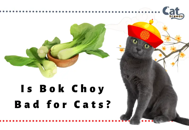 Is Bok Choy Bad for Cats