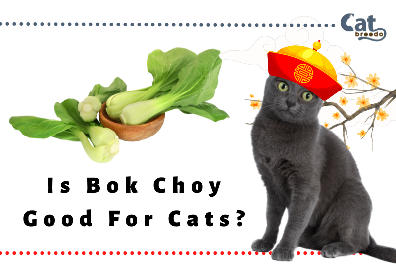 Is Bok Choy Good For Cats