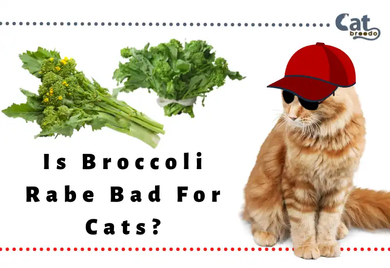 Is Broccoli Rabe Bad For Cats