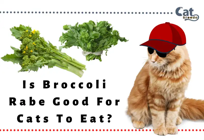 Is Broccoli Rabe Good For Cats To Eat
