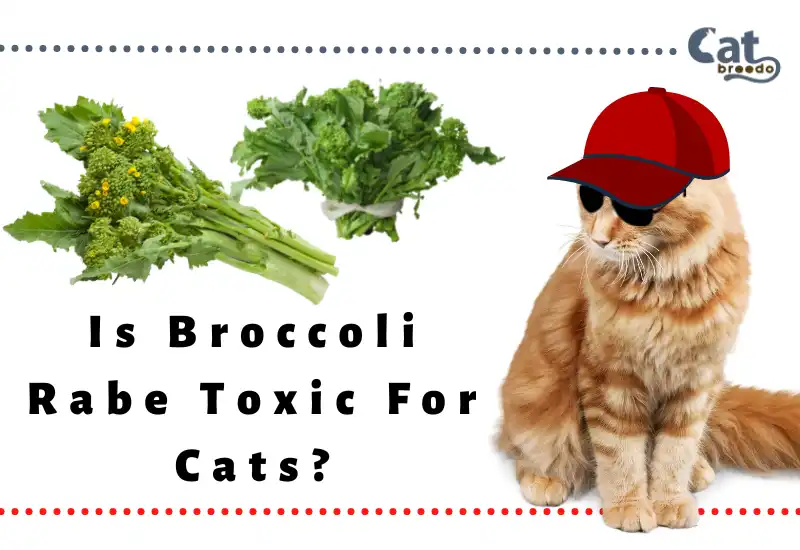 Is Broccoli Rabe Toxic For Cats