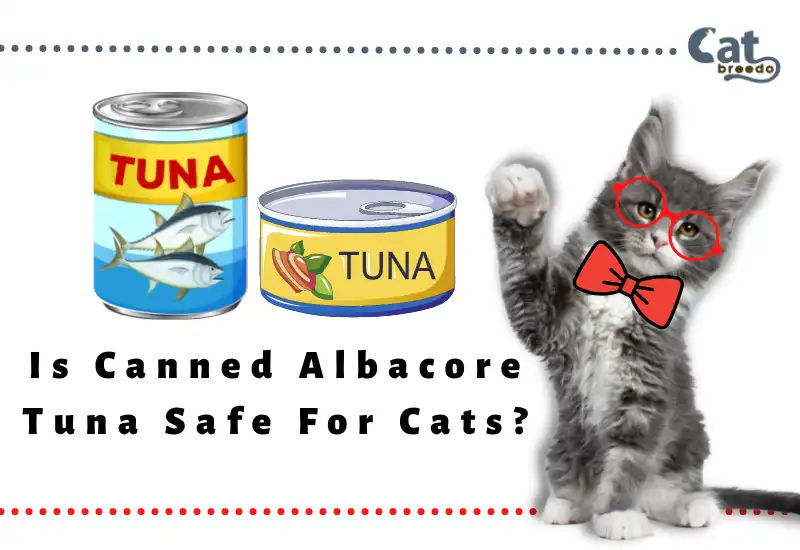 Is Canned Albacore Tuna Safe For Cats