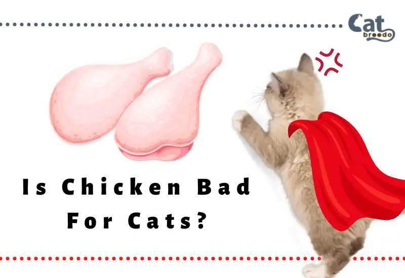 Is Chicken Bad For Cats