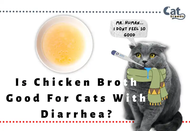 Is Chicken Broth Good For Cats With Diarrhea