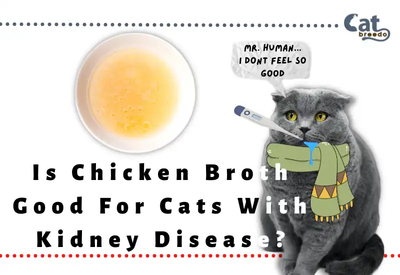 Is Chicken Broth Good For Cats With Kidney Disease