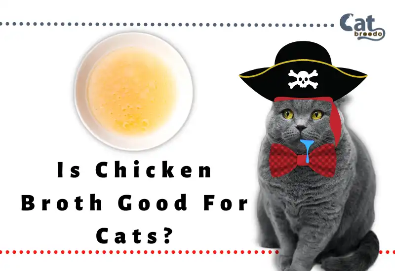 Is Chicken Broth Good For Cats