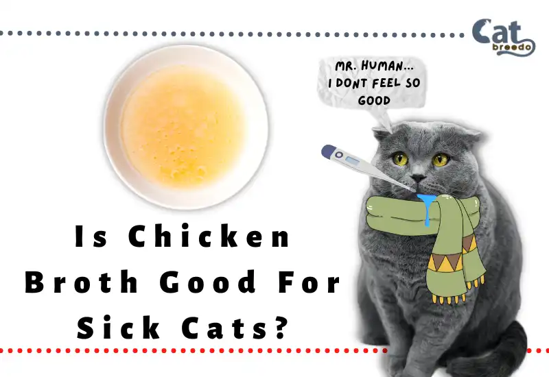 Is Chicken Broth Good For Sick Cats