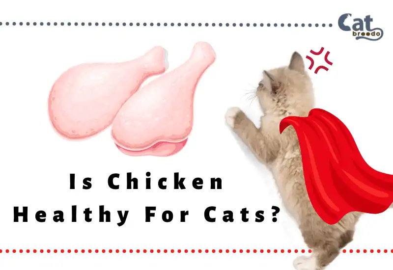 Is Chicken Healthy For Cats