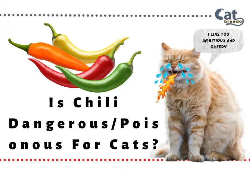 Is Chili Dangerous For Cats