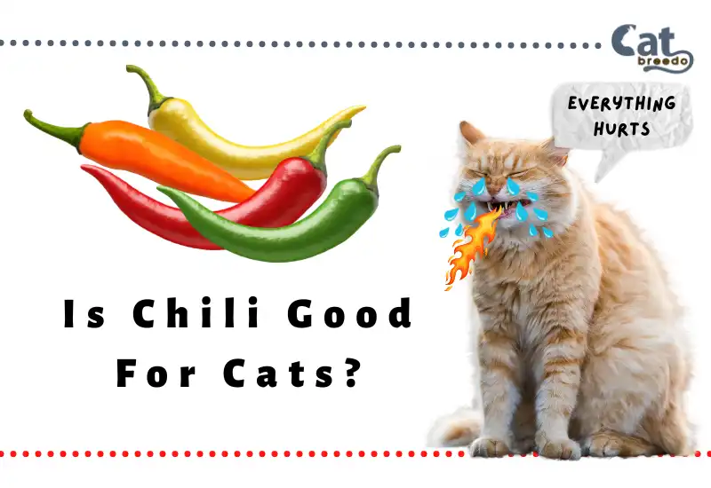 Is Chili Good For Cats