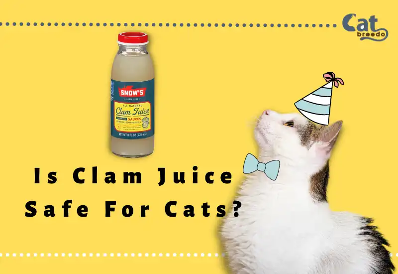 Is Clam Juice Safe For Cats