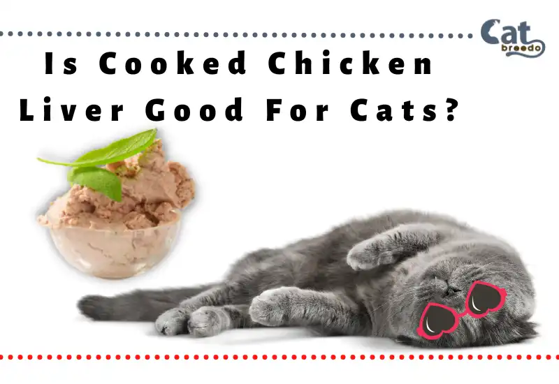 Is Cooked Chicken Liver Good For Cats